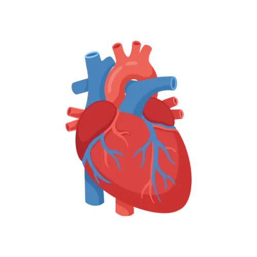 Orthopedic Surgeries